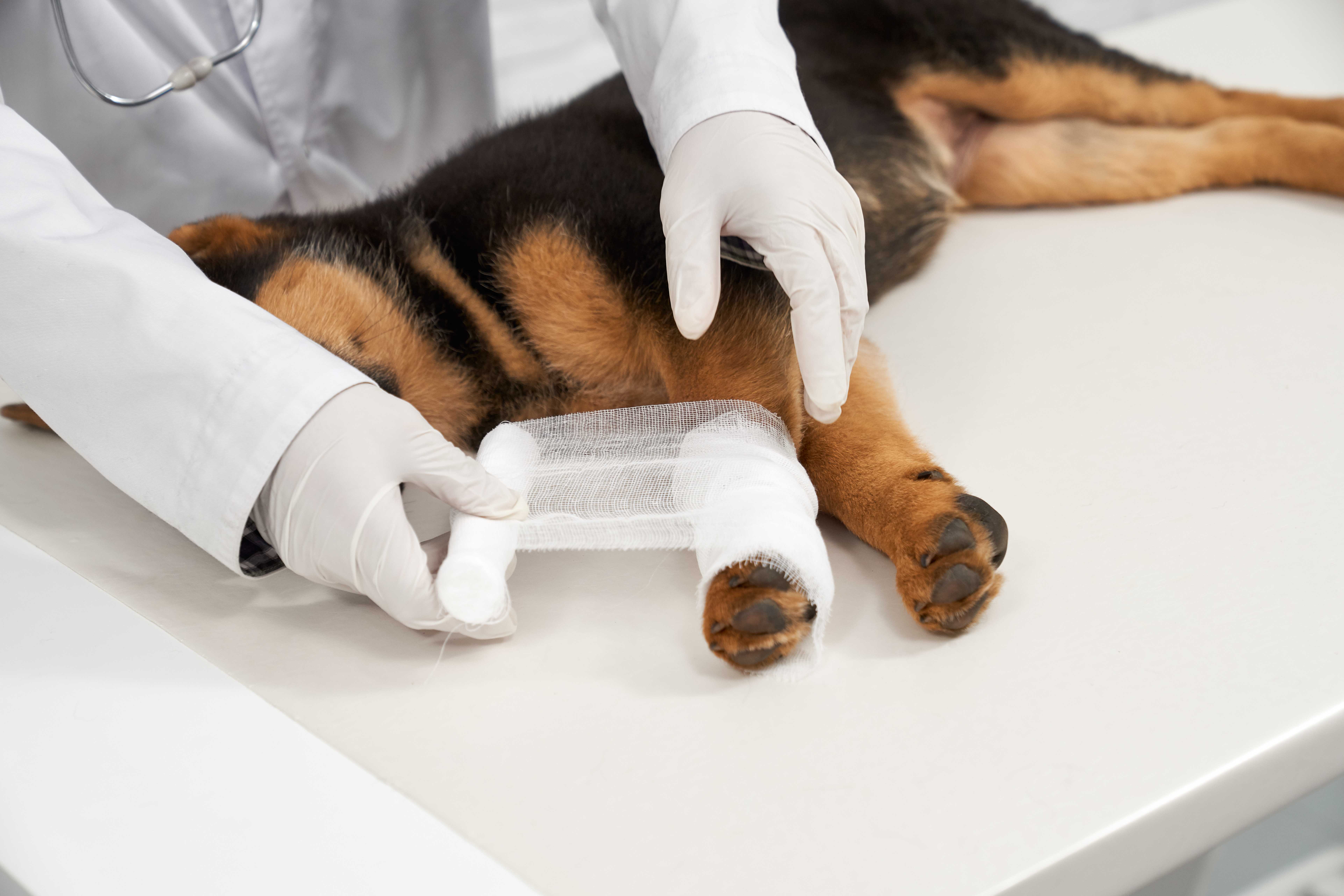 Ortopedia Veterinária Landing Image